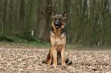 BERGER ALLEMAND 1035